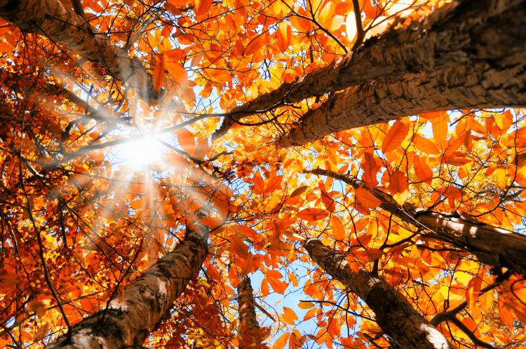 Autumnal Equinox Aspiration of Samantabhadra Practice
