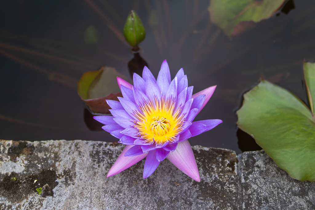 HIN 202 - Hinayana : voie et fructification
